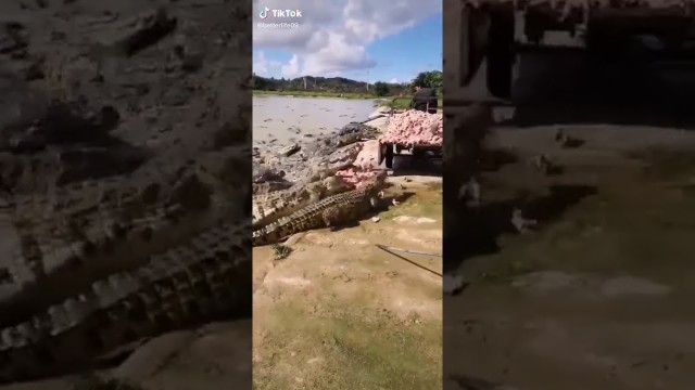 'Amazing Video Crocodile ! Group of crocodile in pool , Give food to them  7'