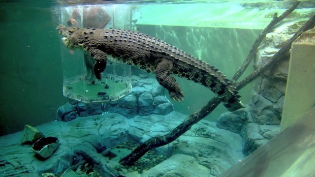 'CROCODILE DANCE FOR FOOD'