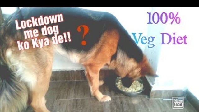 'German Shepherd Diet in Hindi!!! Lockdown me Dog ko kya de | 100% veg diet'