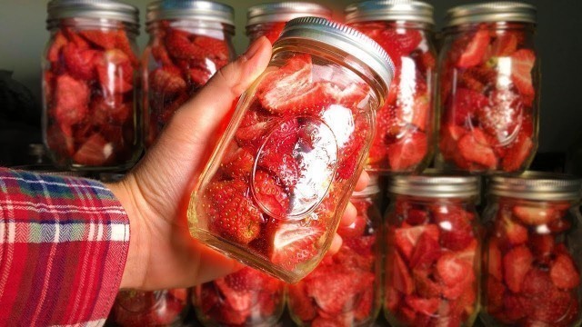 'How to Freeze Dry #4 (Strawberries)'