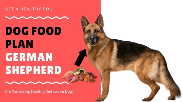 'dog food plan German Shepherd | Dog facts in hindi |  Animal Channel Hindi'