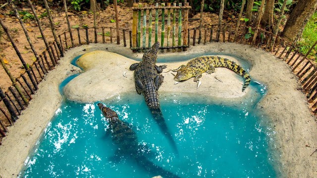 'Build Crocodile Pond and Feeding Wild Crocodile'