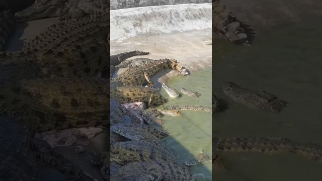 'Amazing Crocodiles ! Give food to crocodiles, Group of crocodiles in Crocodile farm # 17'