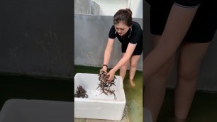 'Group of crocodiles in Crocodile farm , Give food to them, This is my work every day 22'