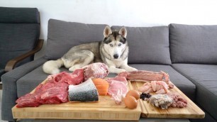 'Leaving my Husky home alone with buffet of his favorite foods..'