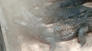 'food feeding to crocodile 