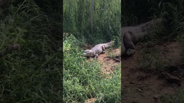 'Amazing Crocodiles ! Give food to crocodiles, Group of crocodiles in Crocodile farm # 41'