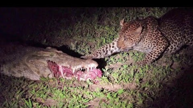 'Leopard Eats Food Right Out a Crocodile\'s Mouth'