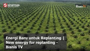 'Energi Baru untuk Replanting | New energy for replanting - Bisnis TV'