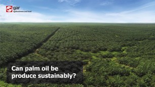 'Can palm oil be produced sustainably?'