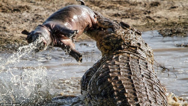 'Crocodile eating : Hippo , boar , Turtle... |The Horrific Bites and Crushed Prey In A Flash.'