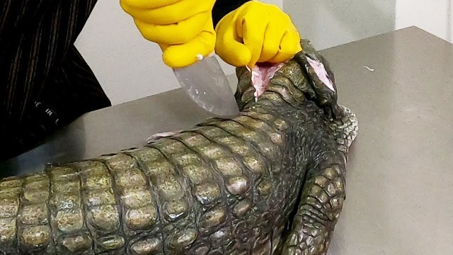 'Taiwanese Food - GIANT CROCODILE CUTTING 鱷魚頭火鍋& Crocodile Meat Hot Pot'