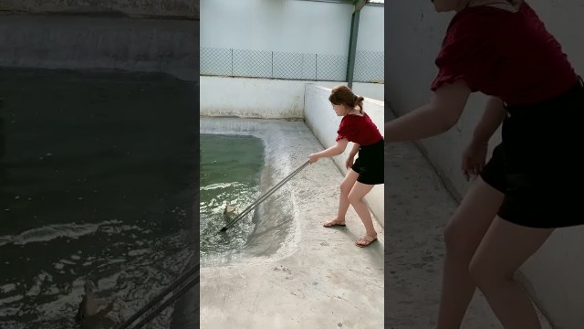 'Group of crocodiles in Crocodile farm , Give food to them, This is my work every day 30'