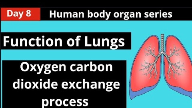 'Function of lungs/lungs diseases/food YOG PRANAYAMA for lungs health'