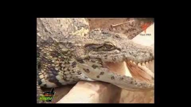 'ภัตตาคารบ้านทุ่ง ตอน จระเข้ [ 19 ก.ย.53 ] Crocodile- Thai Food Documentary'