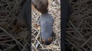 'Squirrels are Digging for Their Favorite Food(Part-1)'