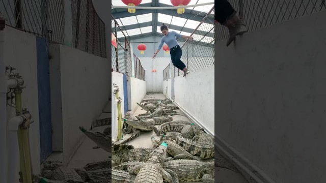 'Amazing Crocodiles ! Give food to crocodiles, Group of crocodiles in Crocodile farm # 48'