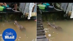 'Incredible moment crocodile floats up to house to beg for food - Daily Mail'