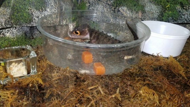 'Red Eyed Crocodile skink food binge!'