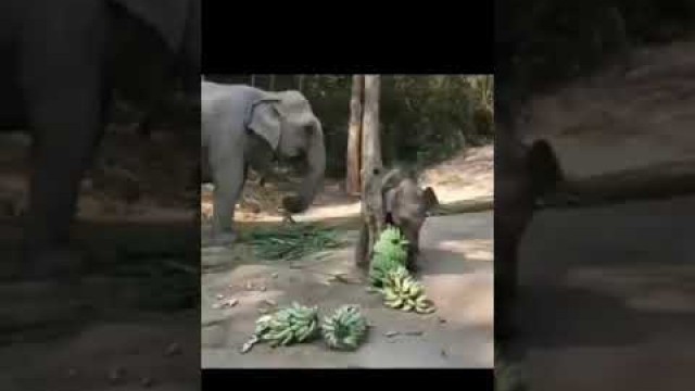 'Baby Elephant Messing with the food.#NatureAndHeritage