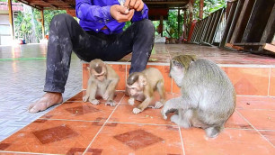 'Me Lin shared food to all monkeys so lovely'