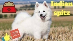 'Indian Spitz | Diet plan | amazing facts in hindi'