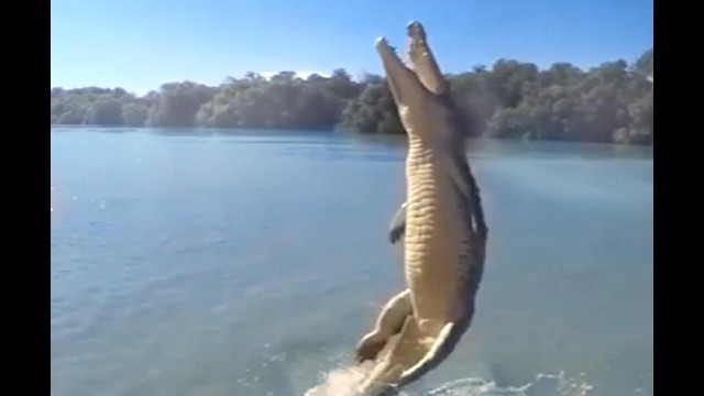 'Largest Crocodile Jumping for meal ||  Alligator Jumps to attack, Viral Video 2015'