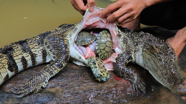 'Unbelievable Three Turtle in Crocodile Stomach then Cooking Crocodile Recipe in Forest'