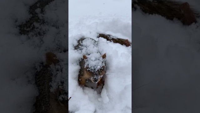 'Squirrels Looking for Their Favorite Food Under The Snow (Part-1)'