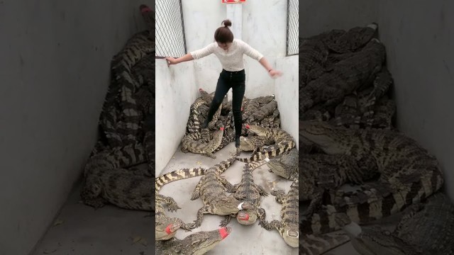 'Group of crocodiles in Crocodile farm , Give food to them, This is my work every day 24'