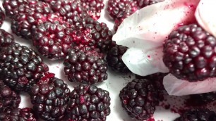 'Whole Blackberries Freeze Dried in my Harvest Right Home Freeze Dryer for Snacks and Jam Making'