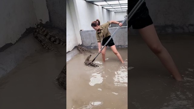 'Amazing Crocodiles ! Give food to crocodiles, Group of crocodiles in Crocodile farm # 83'