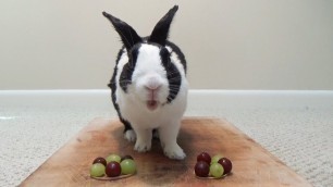 'Rabbit eating grapes ASMR - Which color is his favorite?'