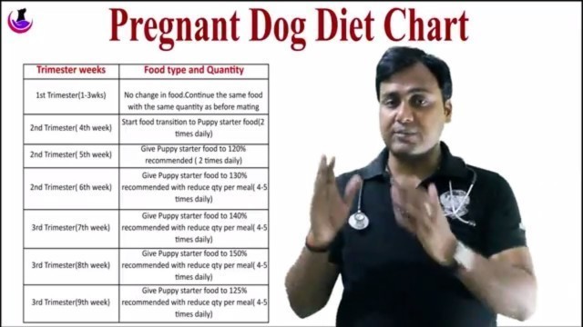 'PREGNANT DOG DIET CHART ( in Hindi )'