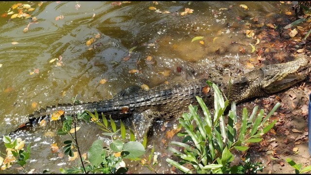 'White Crocodile Feeding at Bhitarkanika Wildlife Sanctuary, Odisha'