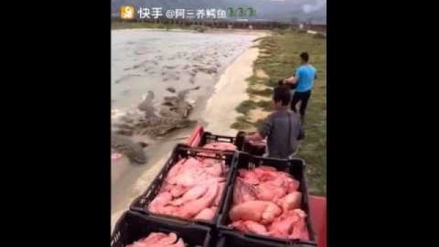 'I bet you never see this before ! So Cool ! Feeding Crocodile.....'