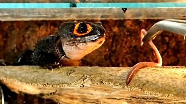 'Red Eyed Crocodile Skink Feeding || Fütterung der Buschkrokodile (Tribolonotus gracilis)'