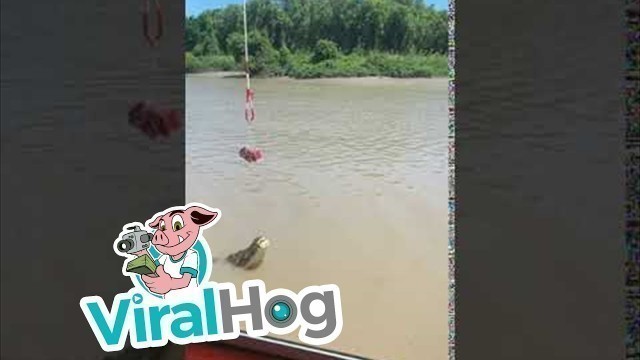 'Crocodile Jumps for Food || ViralHog'