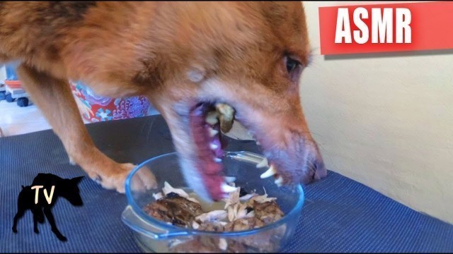 'ASMR Homemade Dog Food | Beef Steaks, Deer Lungs, Chicken, and Bone Broth'