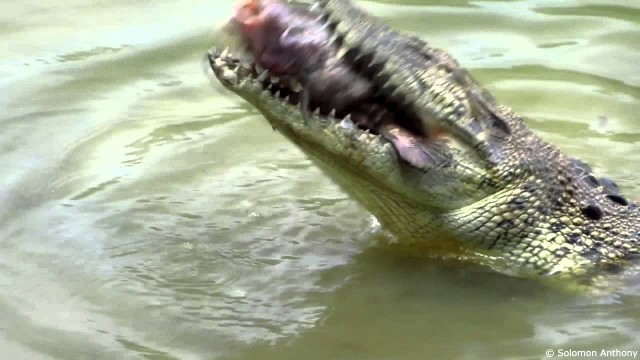 'Wild Estuarine Crocodile Hunting for food. Singapore Sungei Buloh Wetland Reserve'