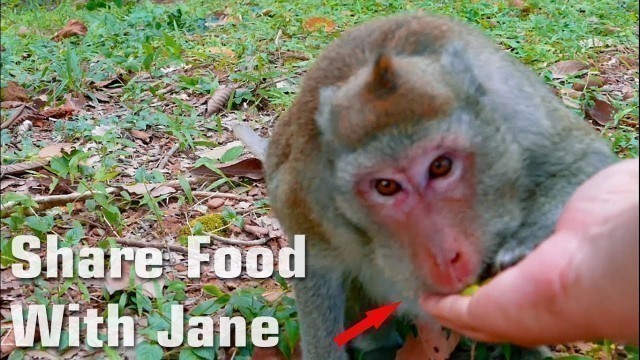 'Feel So Happy To Shared Food With Mama Jane - Jane Like Lotus Fruit Then Apple - Monkey Buzz 732'