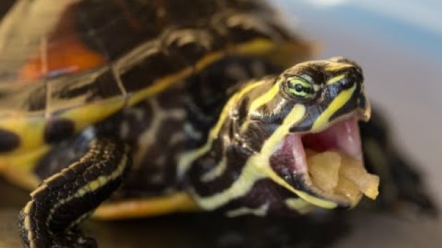 'Crocodile Reef PE Mysis Turtle Feeding'