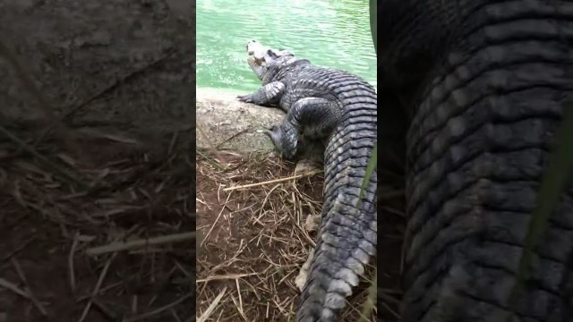 'Amazing Crocodiles ! Give food to crocodiles, Group of crocodiles in Crocodile farm # 13'