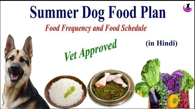 'SUMMER DOG FOOD RECIPE II dog and vet II Hindi'