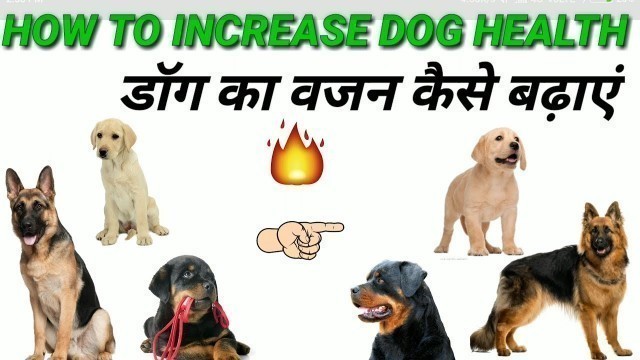 'How to increase dog health | In Hindi | How to grow dog head and body'