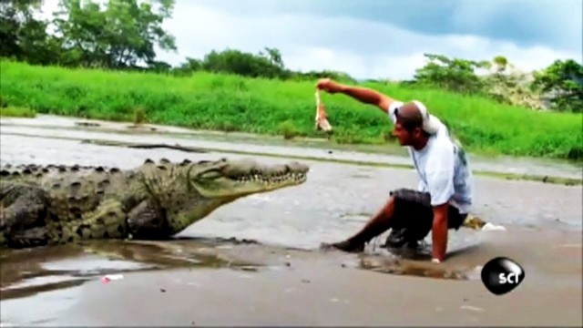 'How Not to Feed a Crocodile'