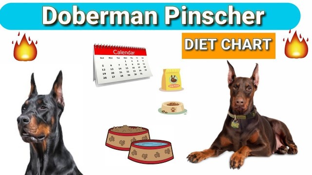 'Doberman Diet Plan | in Hindi | Doberman pinscher diet chart'