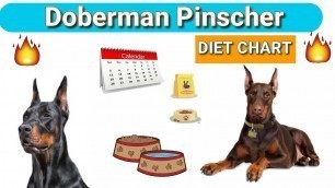 'Doberman Diet Plan | in Hindi | Doberman pinscher diet chart'