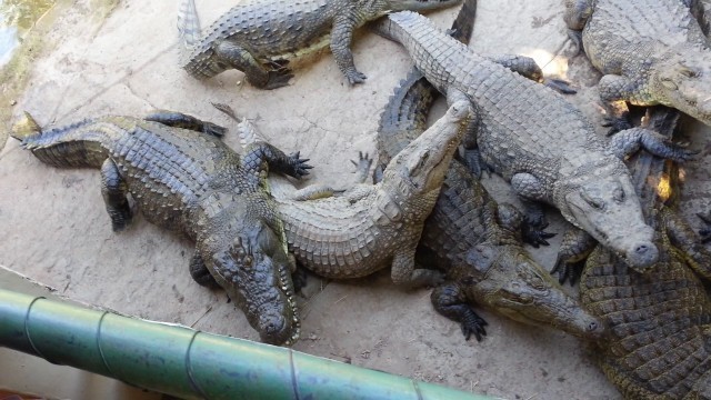 'Dangerous hungry crocodile feeding'