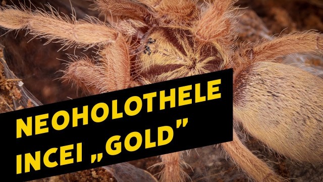 'Fast Food #5 | Neoholothele incei \"Gold\"'